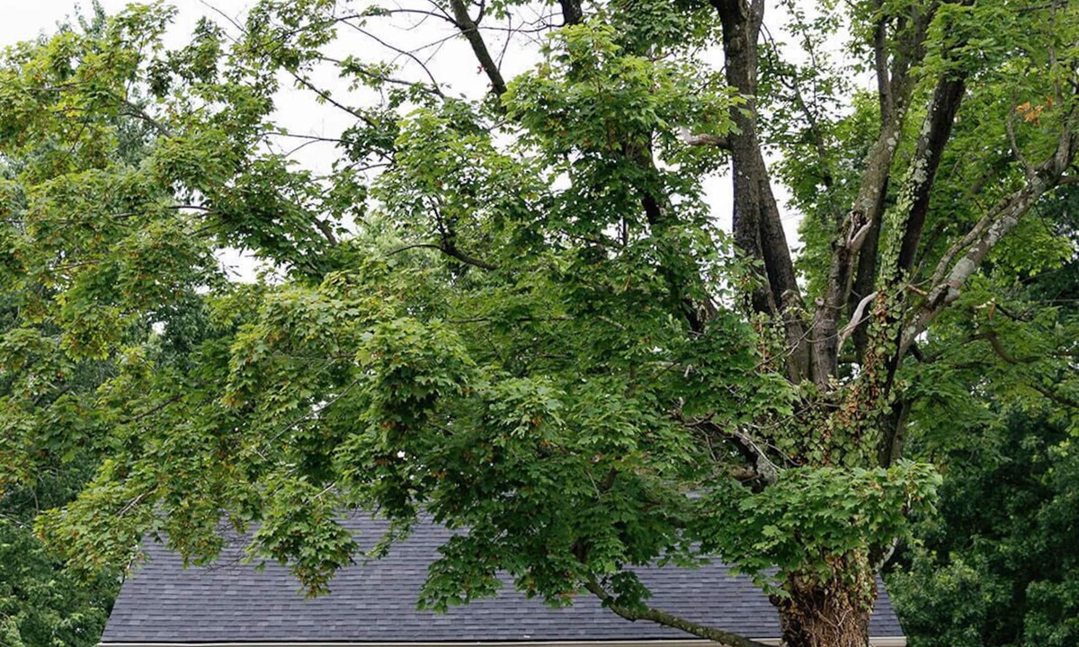 Lexington House | Cozy Corner - Little House in Downtown Lexington