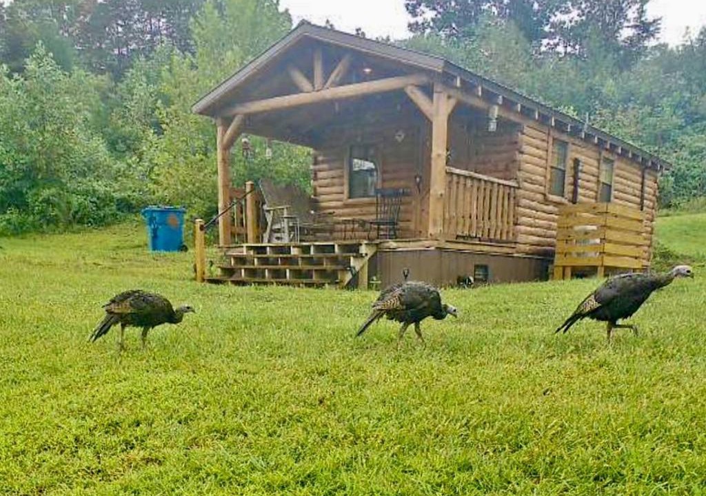 Kerr House | Cozy Studio Cabin Surrounded by Nature for a Peaceful Getaway near Gallipolis, Ohio
