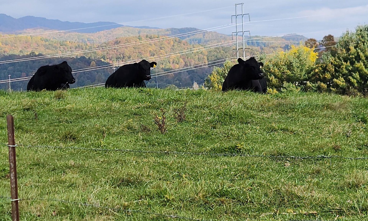Mountain City House | NEW LISTING ♥ BlackDog Farmhouse Mtn. City TN ♥ Pet Friendly ♥ 29 MI from Boone