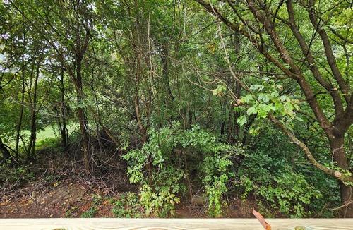 Swannanoa Cottage | Charming 2-BR Cottage 12 minutes from Biltmore House/Asheville or Black Mtn.n
