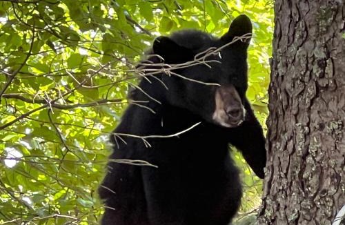 Bear Creek Apartment | Resurrection River Rentals