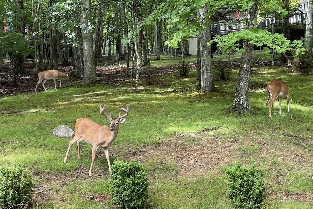 Photo of Outdoor in Beech Mountain