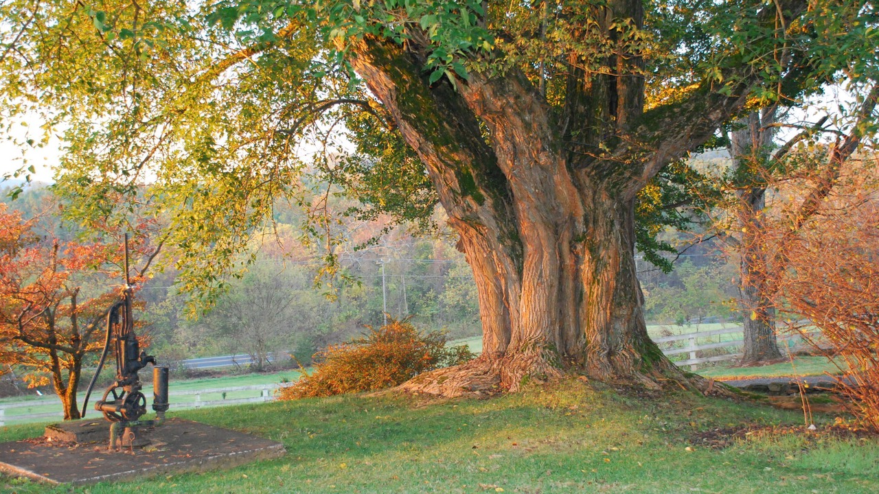 Photo of Outdoor in Middleburg