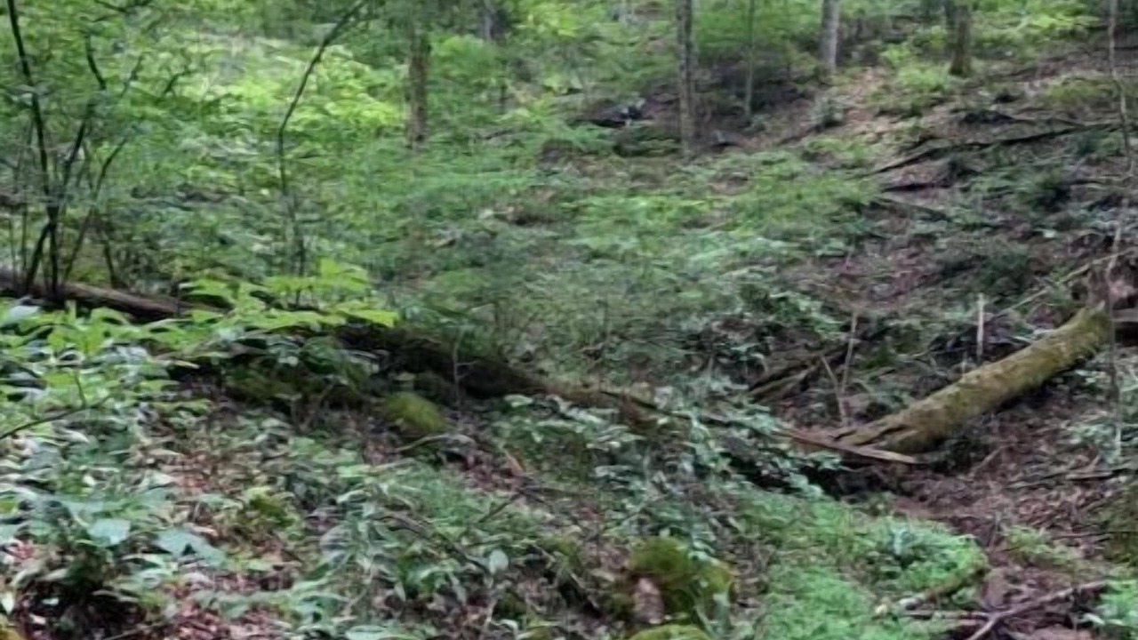 Photo of Outdoor in Roan Mountain