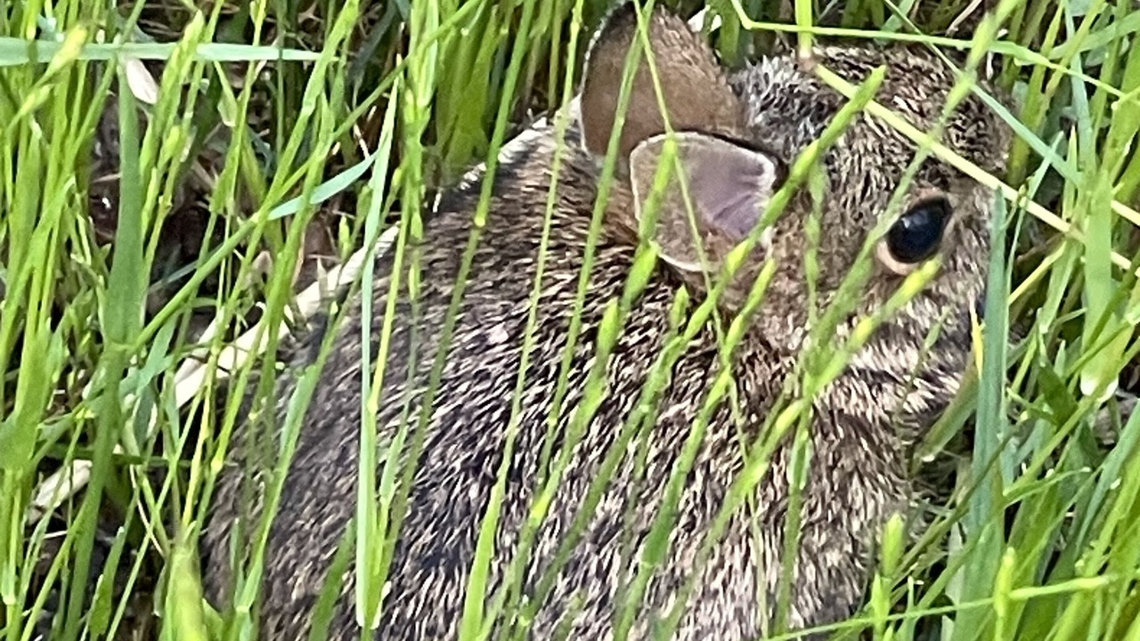Photo of Others in Roan Mountain
