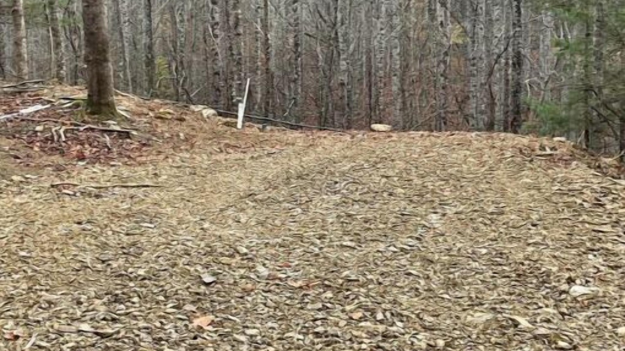 Photo of Others in Roan Mountain