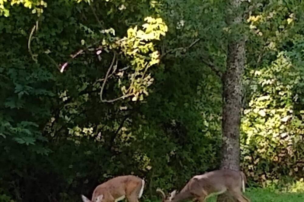 Photo of Outdoor in Vein Mountain