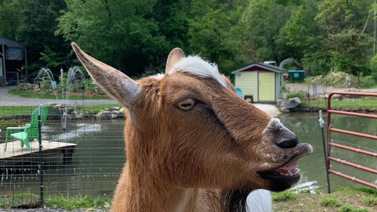 Photo of Outdoor in Swannanoa