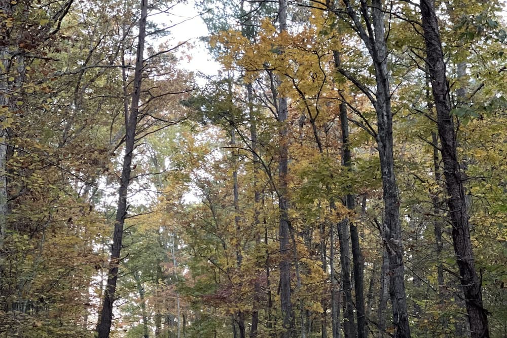 Photo of Outdoor in Means