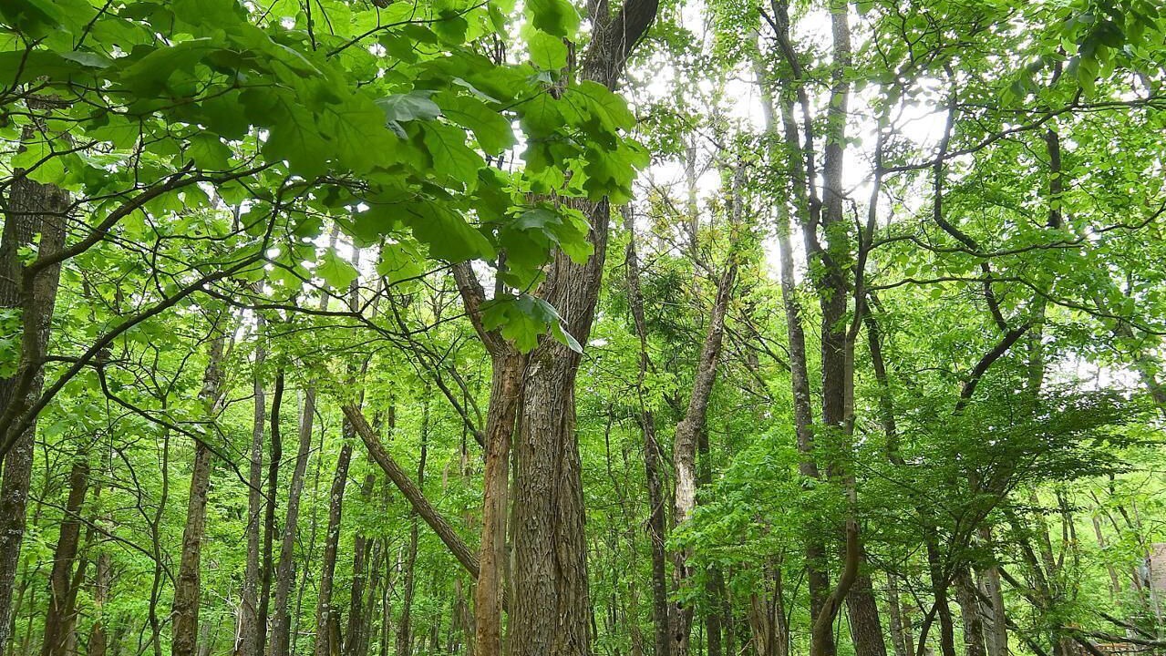 Photo of Others in The Woods