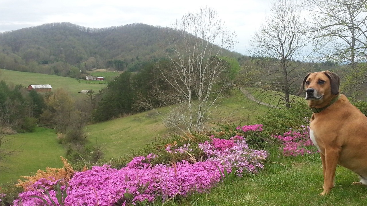 Photo of Outdoor in Barnardsville