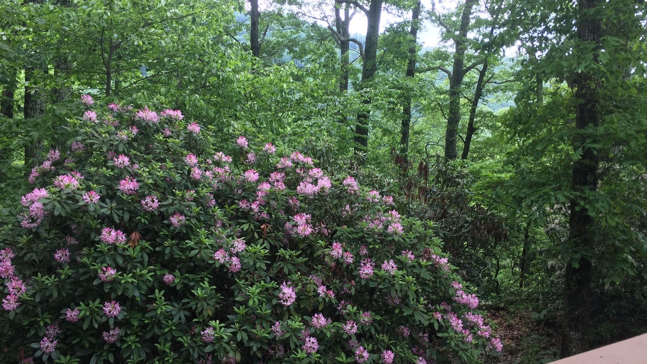 Photo of Outdoor in Fairview