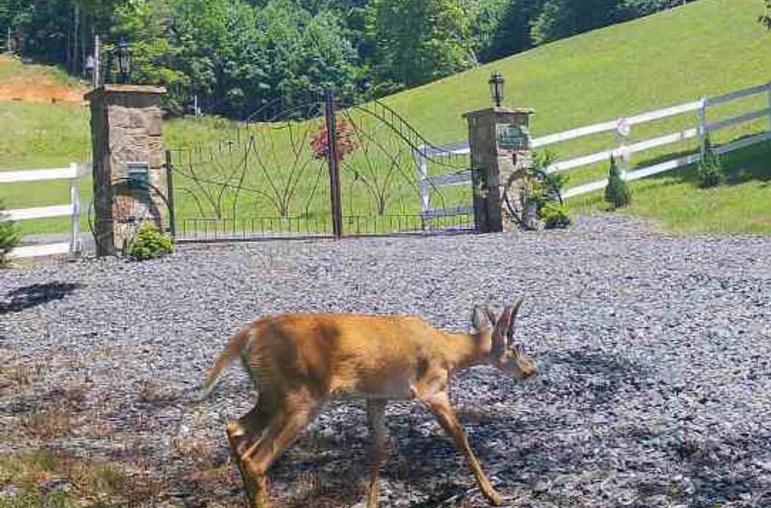 Photo of Outdoor in Bakersville