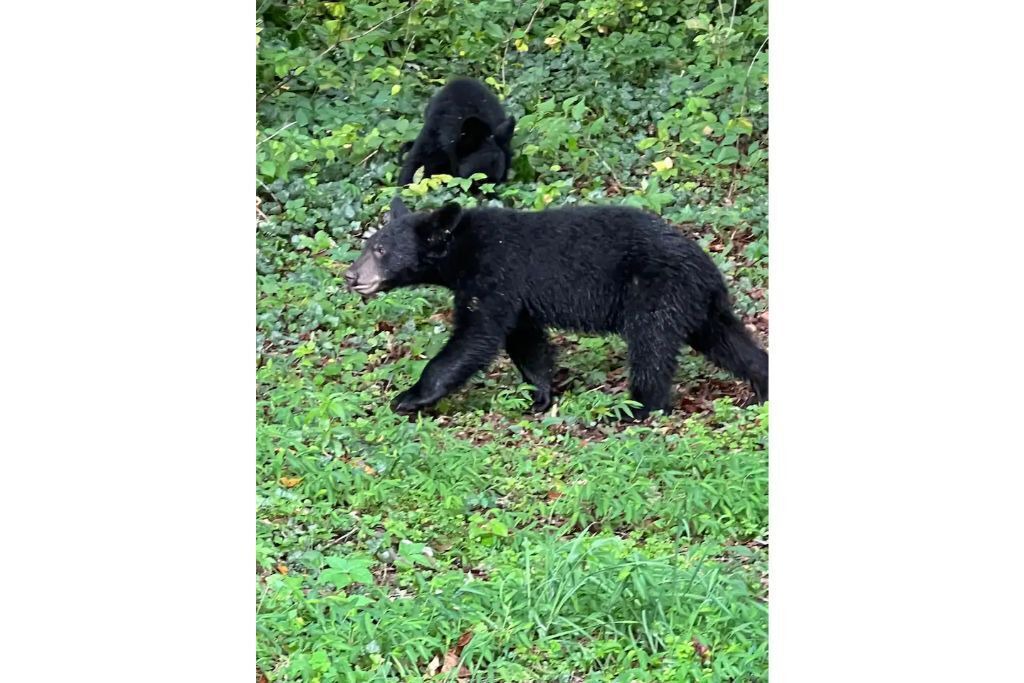 Photo of Others in Asheville