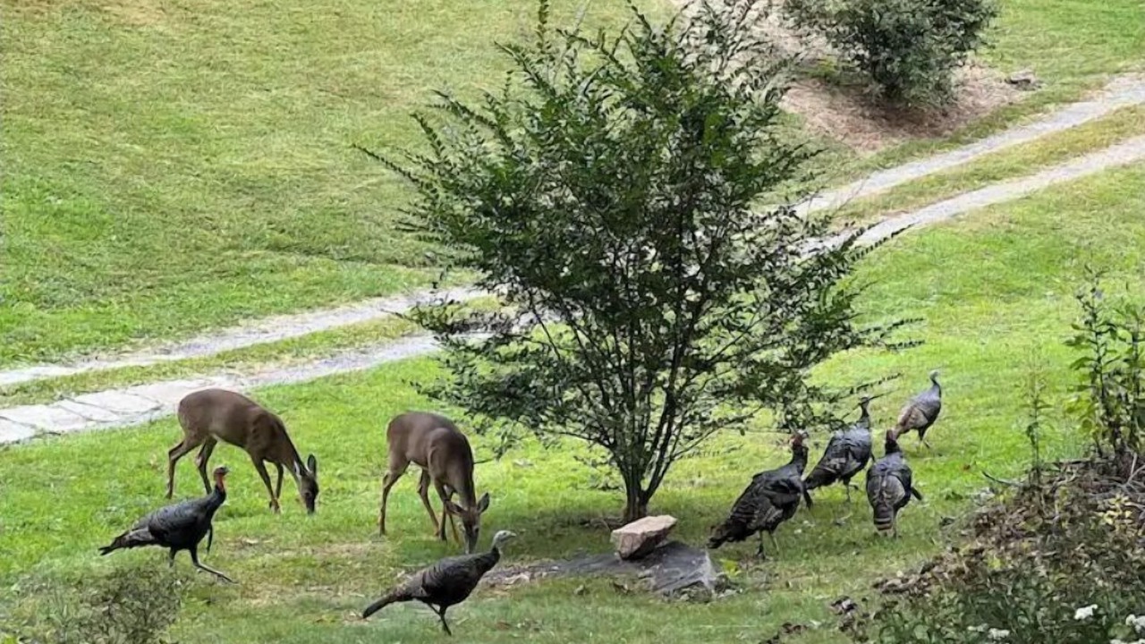 Photo of Outdoor in Asheville