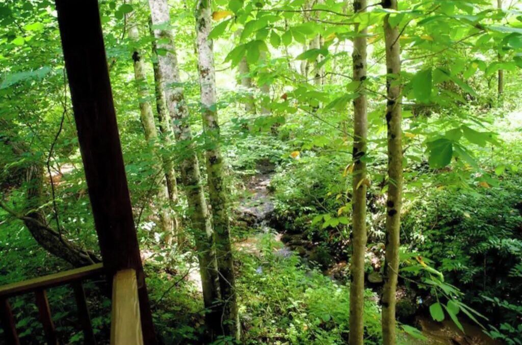 Photo of Outdoor in Swannanoa