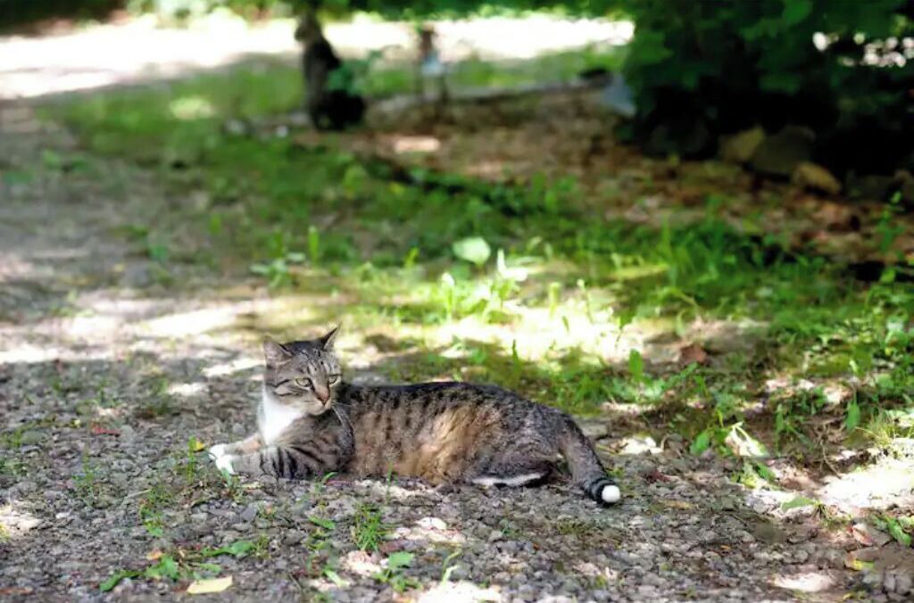 Photo of Outdoor in Swannanoa