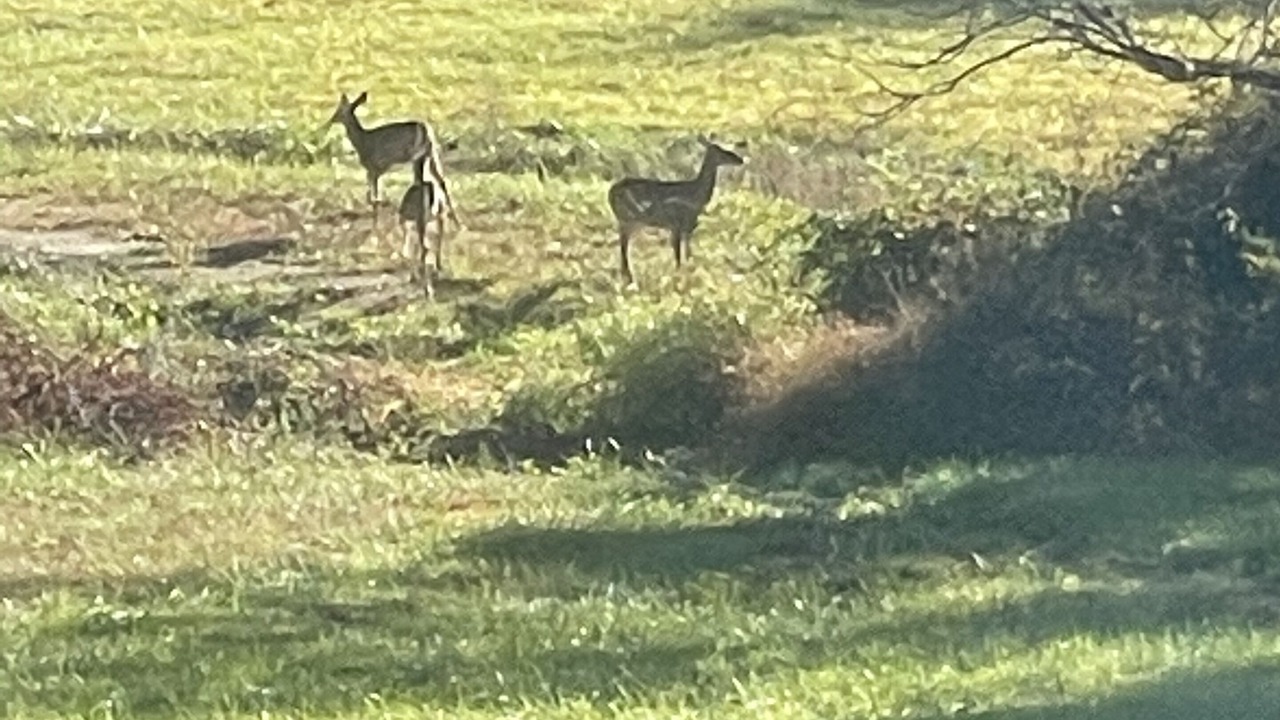 Photo of Others in Campton