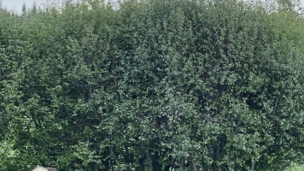 Photo of Outdoor in Kachemak
