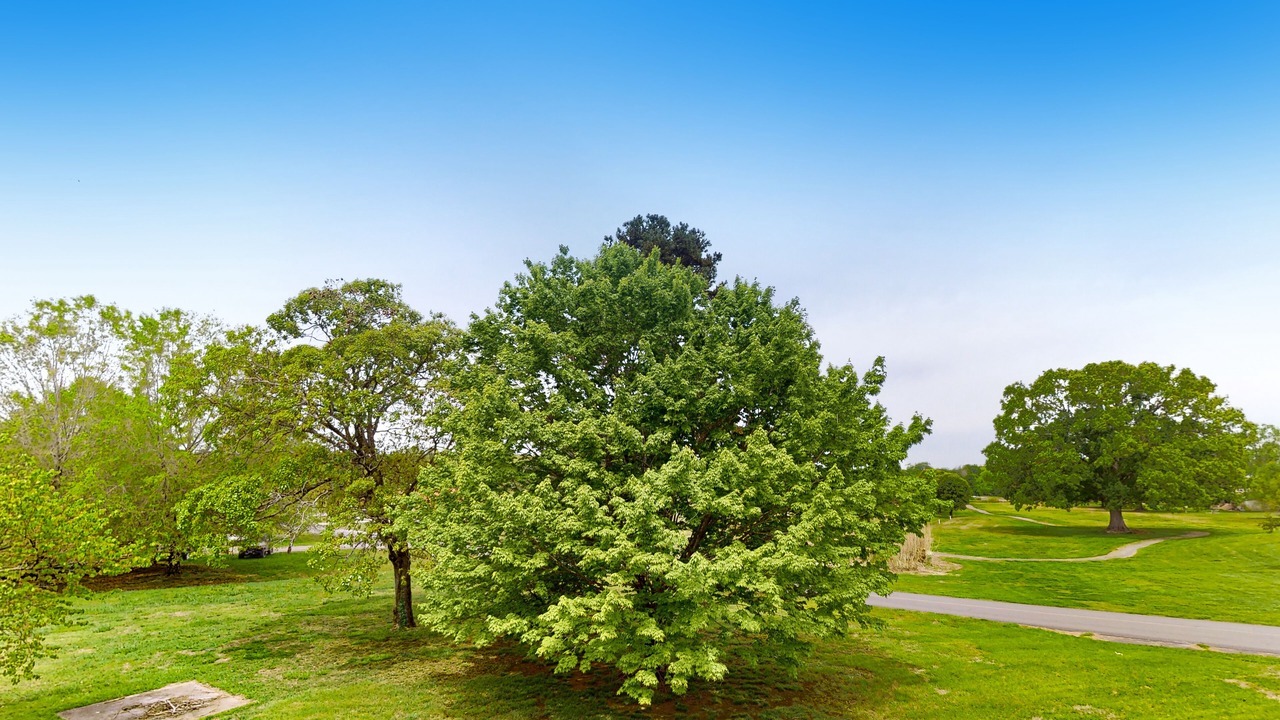Photo of Outdoor in Baneberry