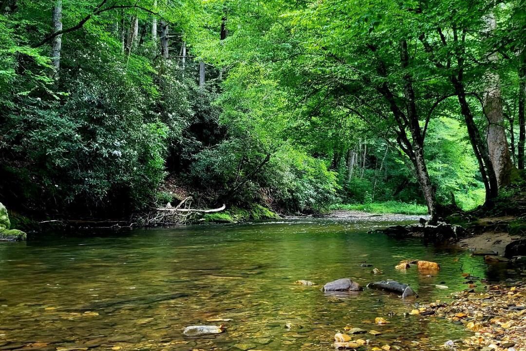 Photo of Others in Pisgah Forest
