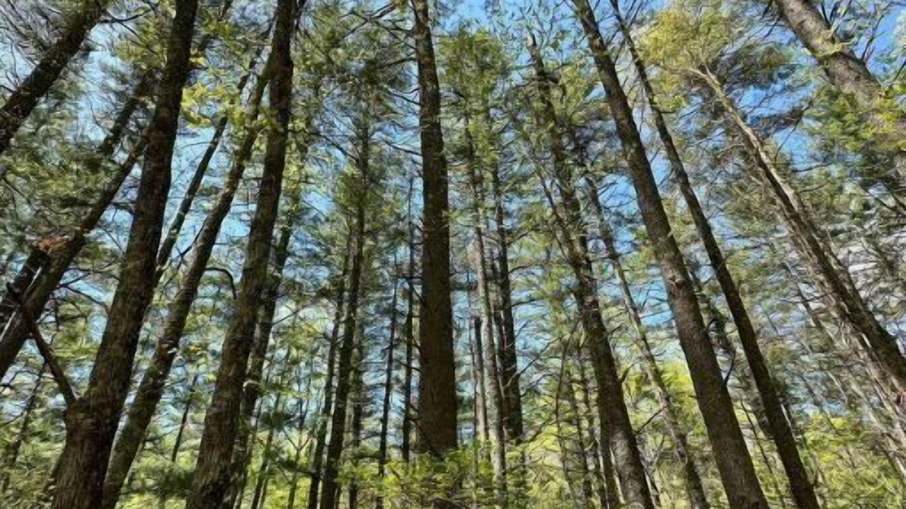 Photo of Outdoor in Mountain City