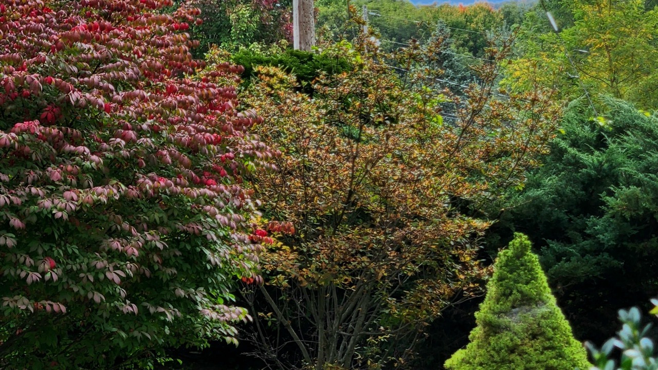 Photo of Outdoor in Roan Mountain