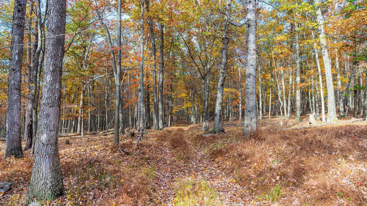 Photo of Others in Great Cacapon