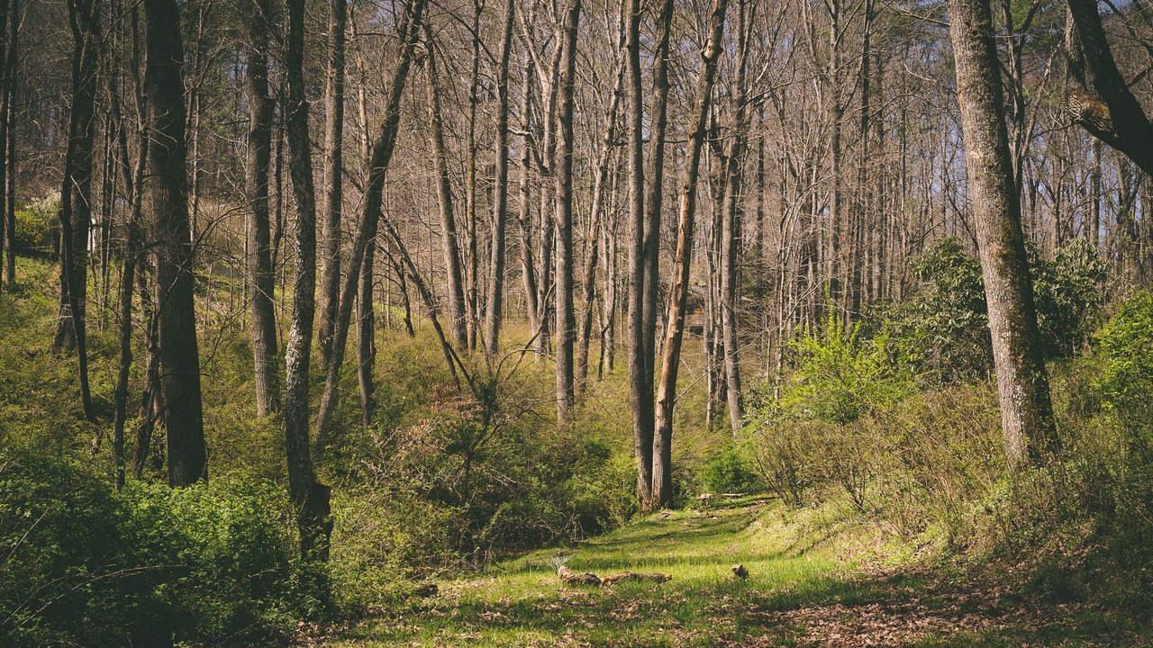 Photo of Outdoor in Brevard