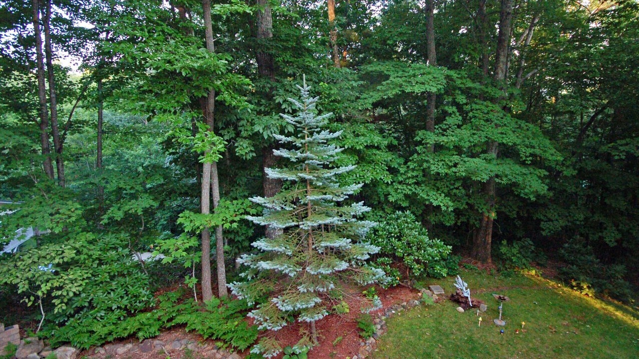 Photo of Outdoor in Waynesville