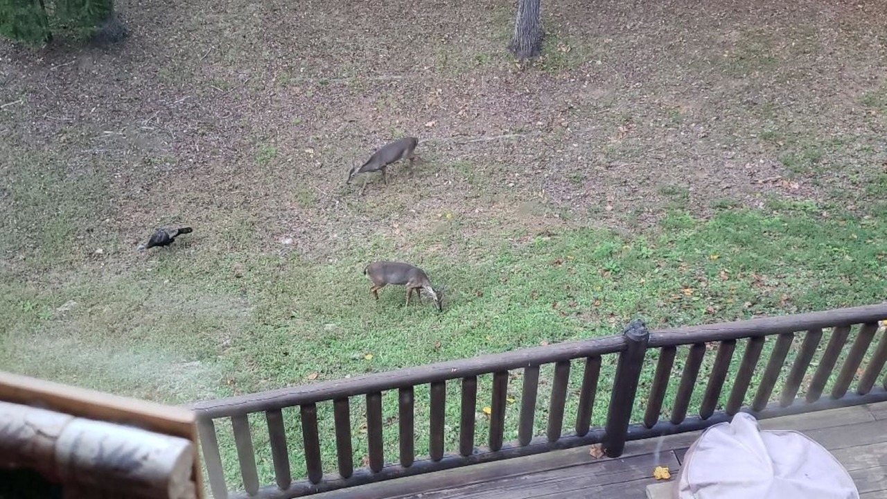 Photo of Outdoor in Rutherfordton