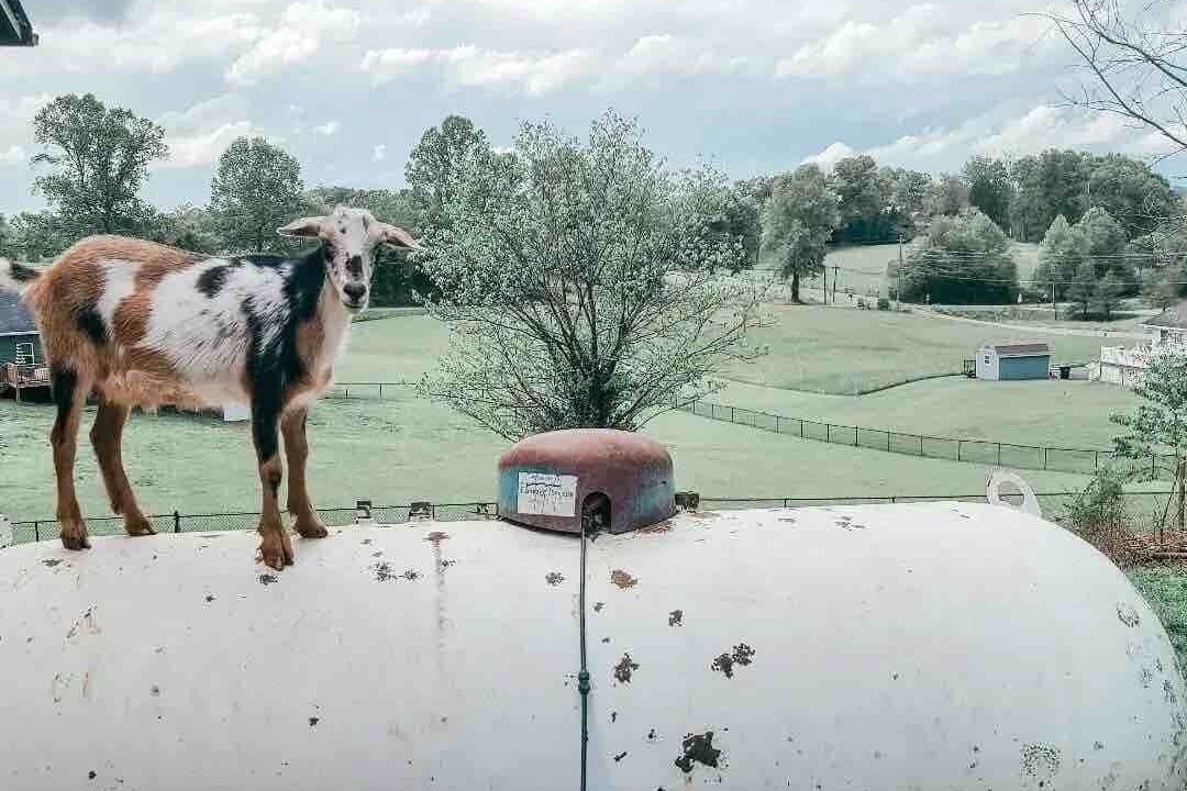 Photo of Others in Bluff City