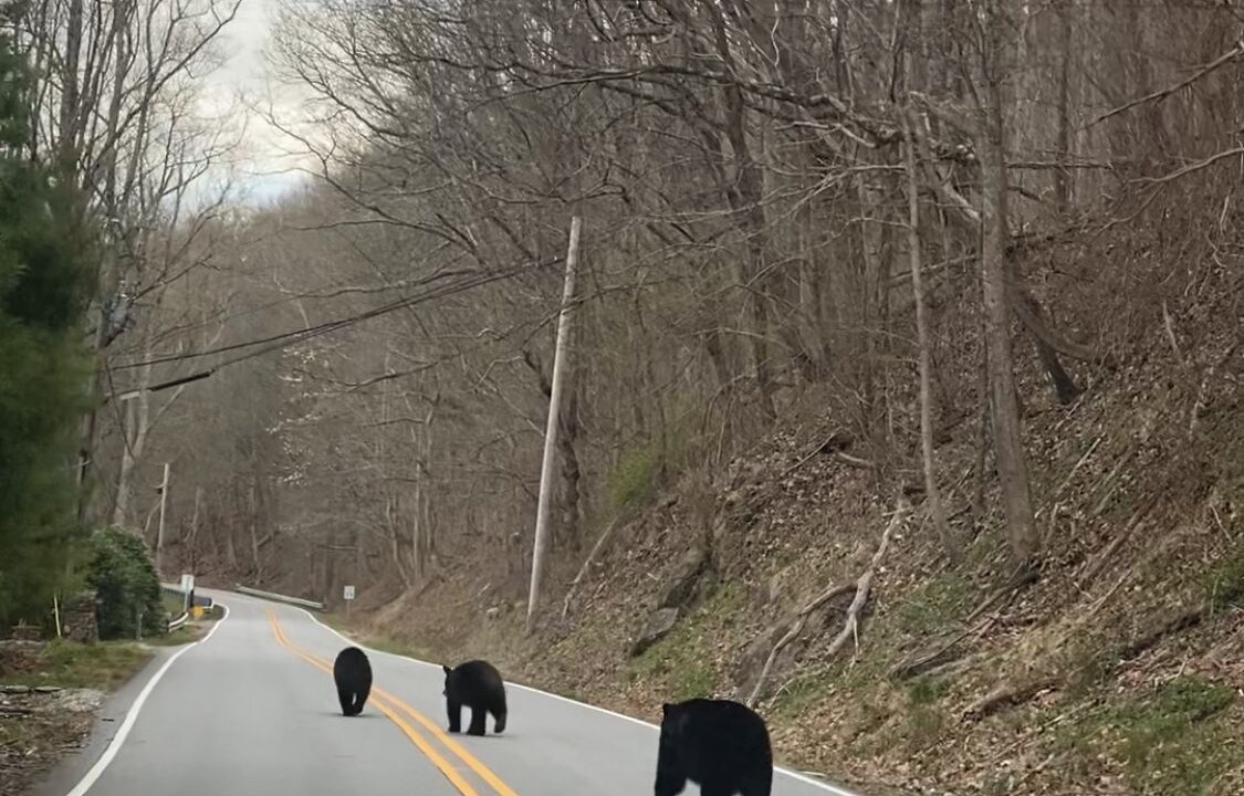 Photo of Outdoor in Asheville
