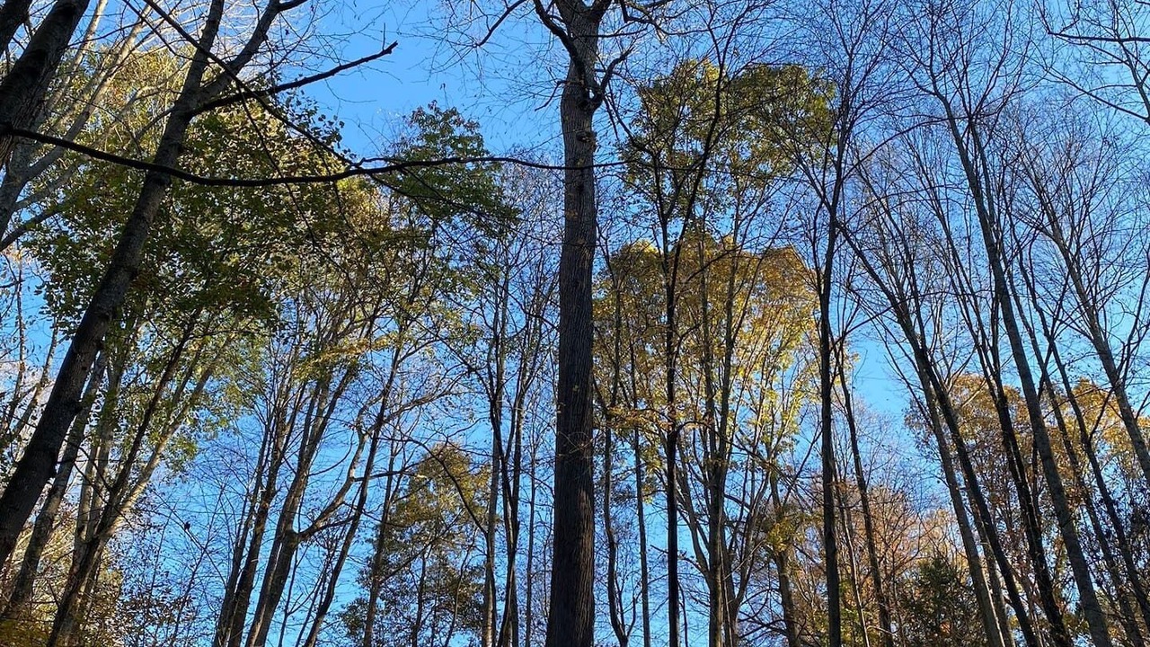Photo of Outdoor in Charleston