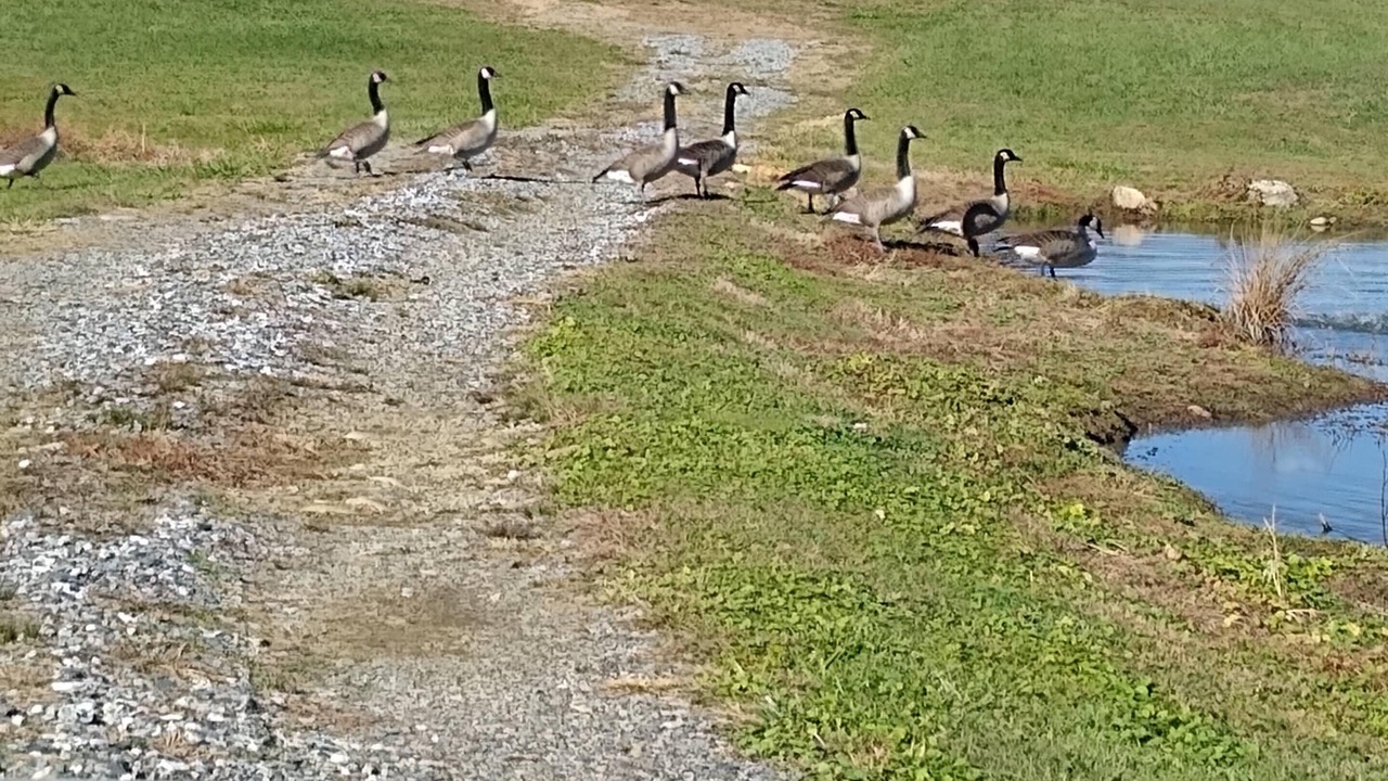 Photo of Others in Barnardsville