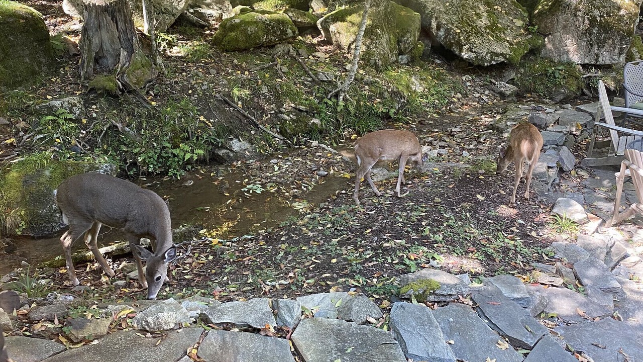 Photo of Others in Beech Mountain