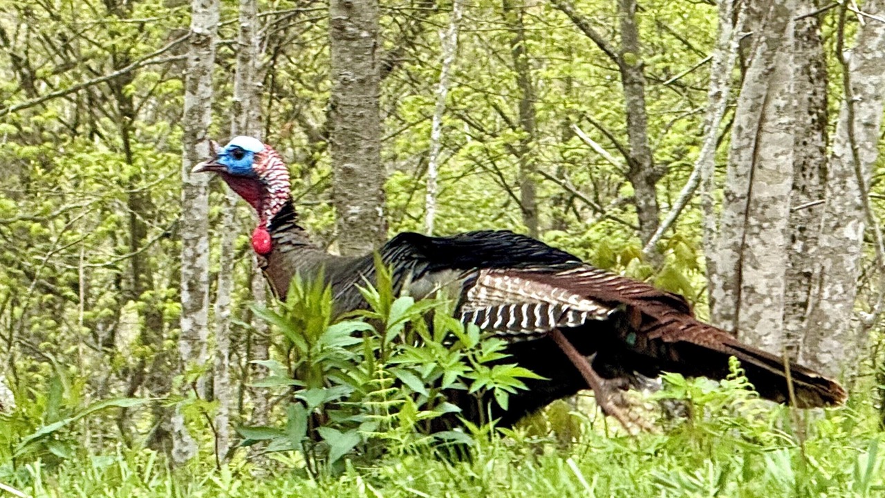 Photo of Others in Maggie Valley