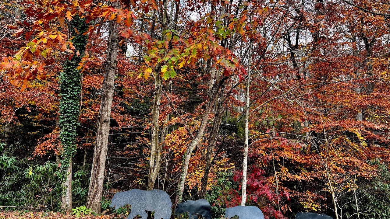 Photo of Others in Maggie Valley