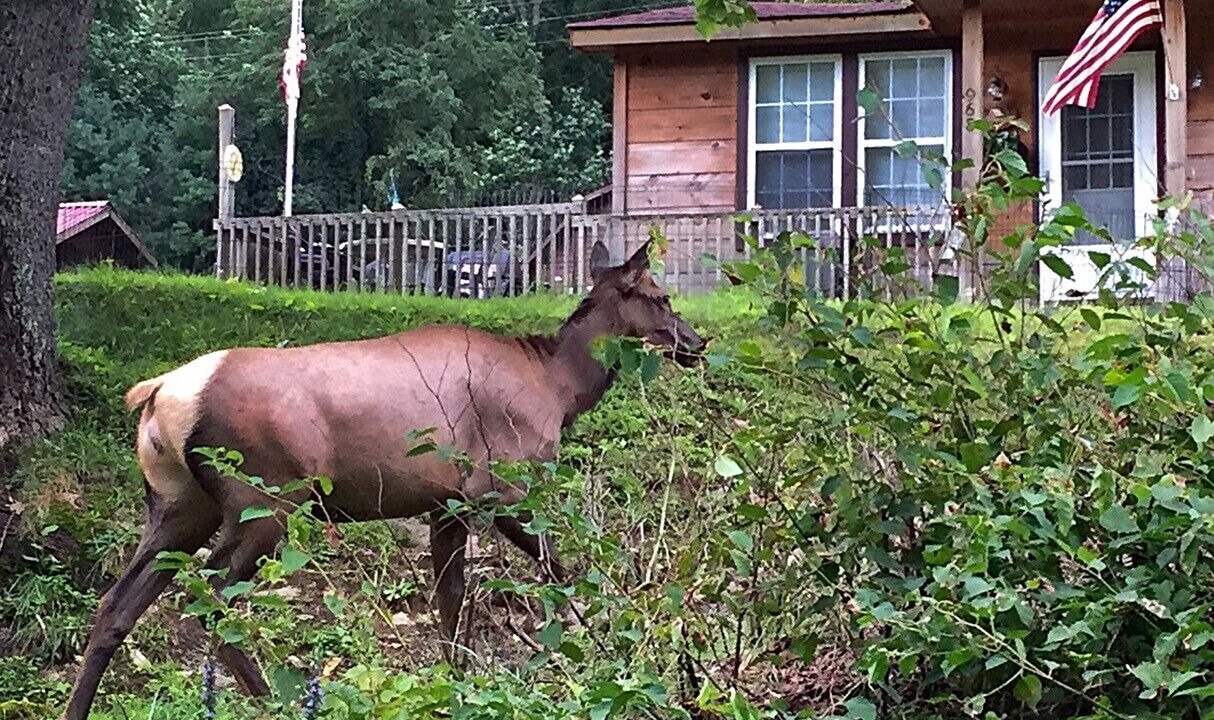 Photo of Outdoor in Maggie Valley