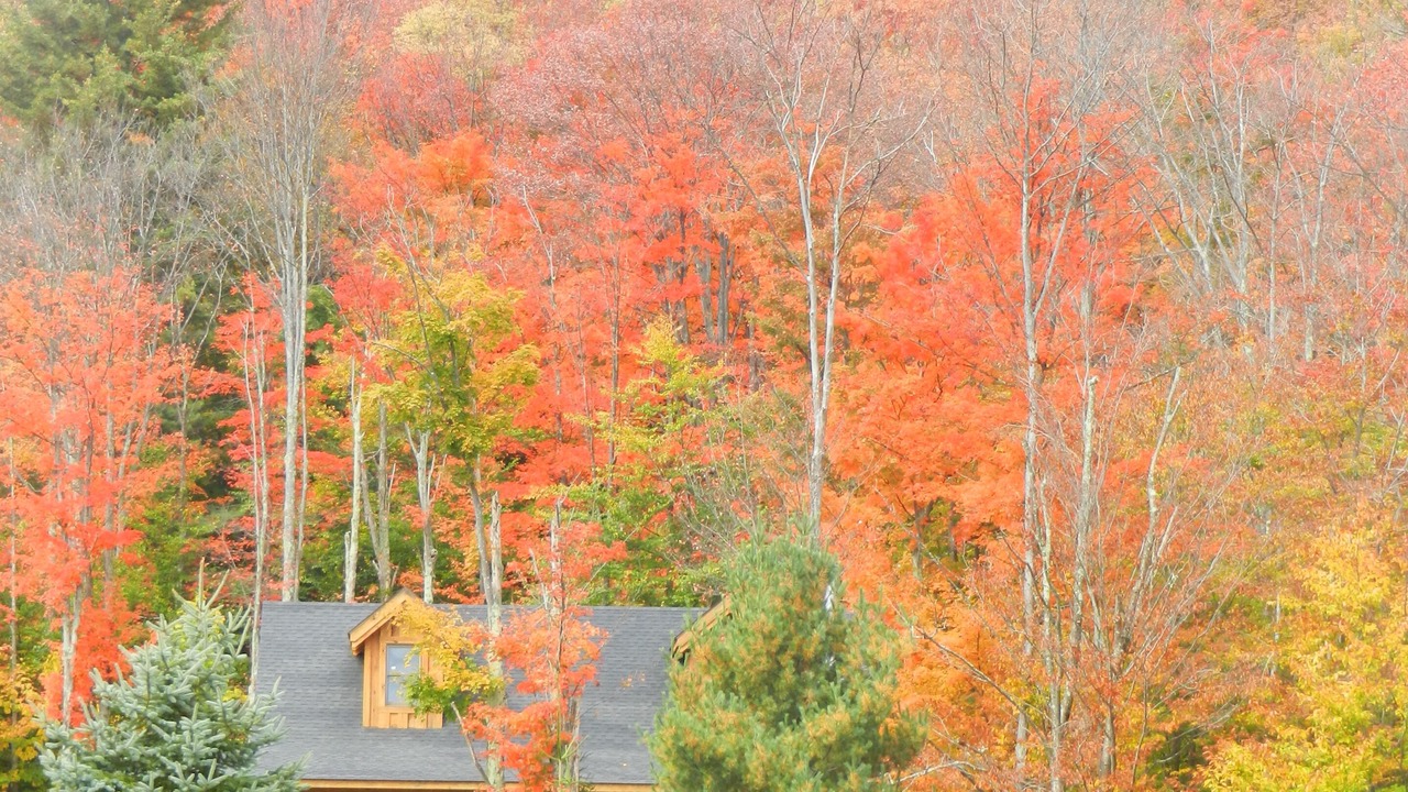Photo of Others in Timberline