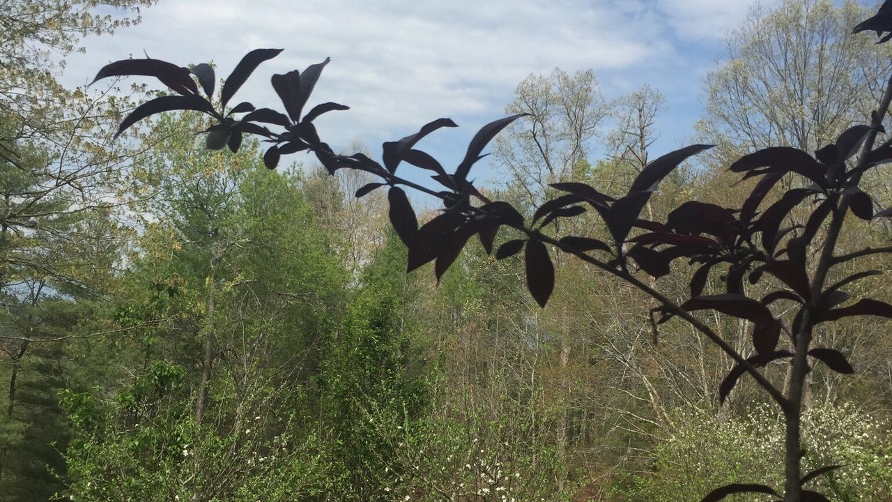 Photo of Others in Morganton