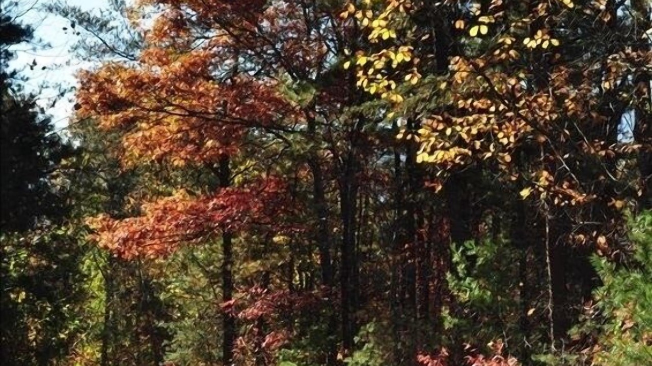 Photo of Others in Black Mountain