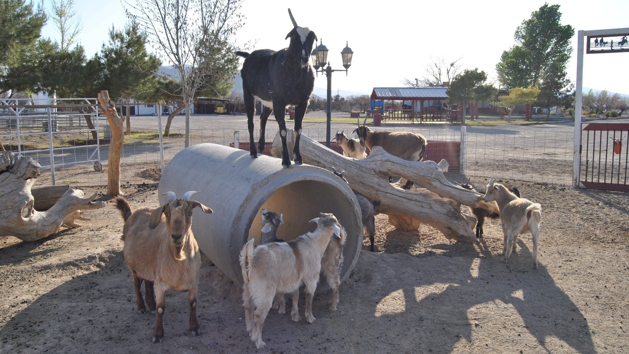Photo of Others in Sandy Valley