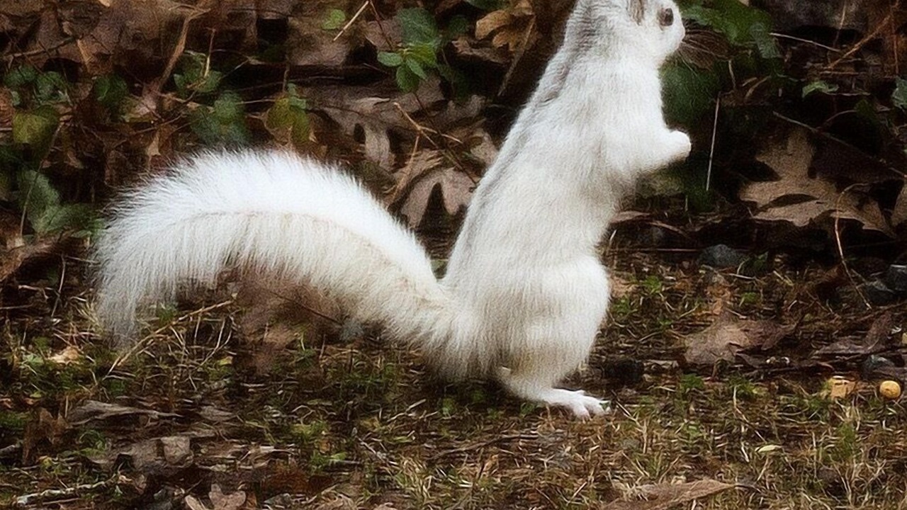 Photo of Others in Brevard