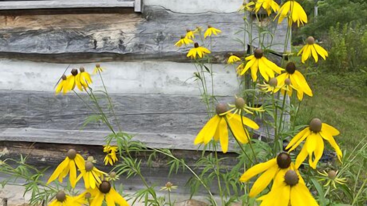 Photo of Outdoor in Barnardsville