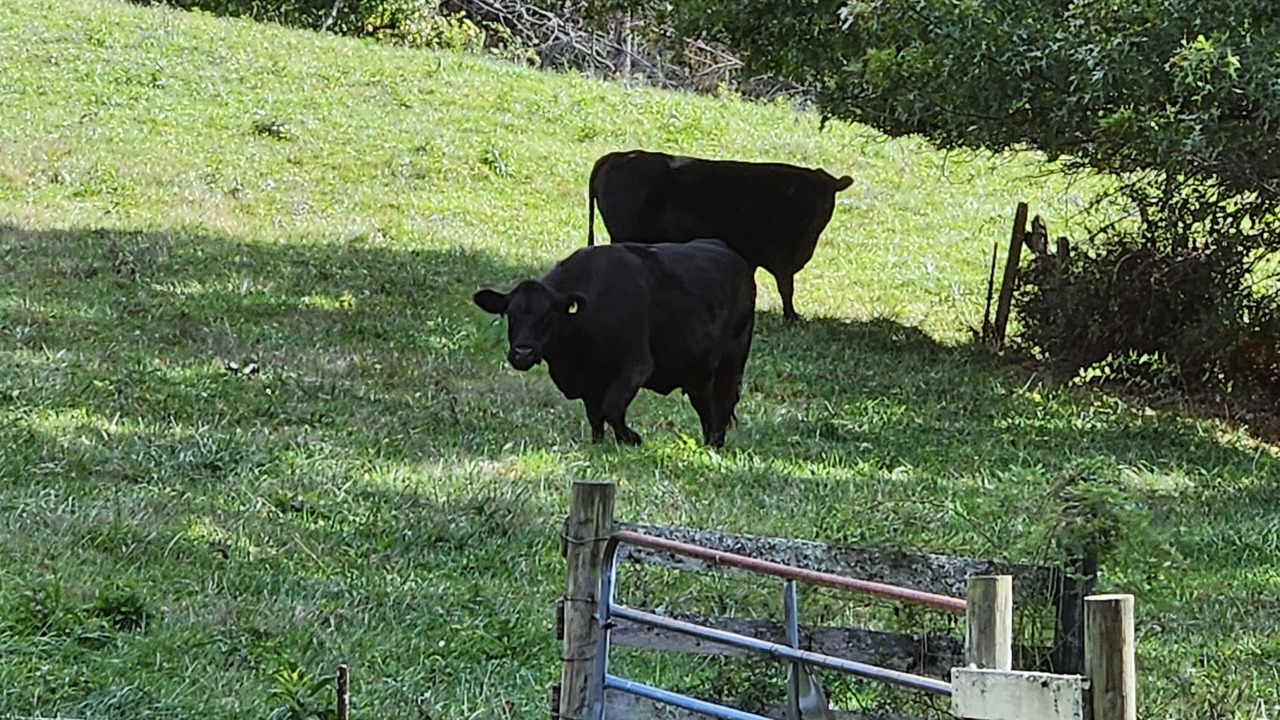 Photo of Outdoor in Mountain City