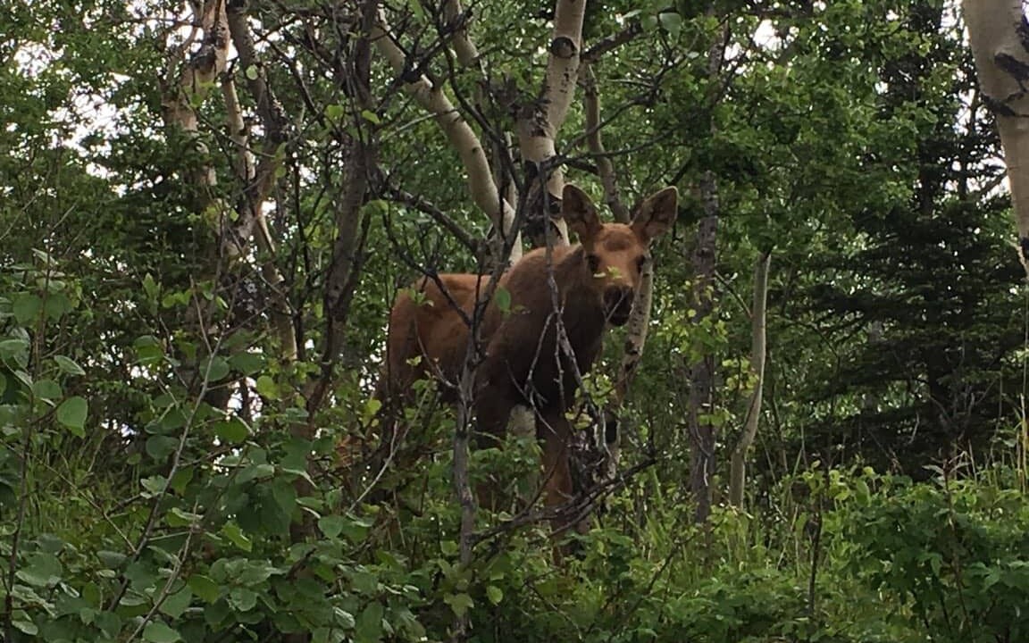 Photo of Outdoor in Healy