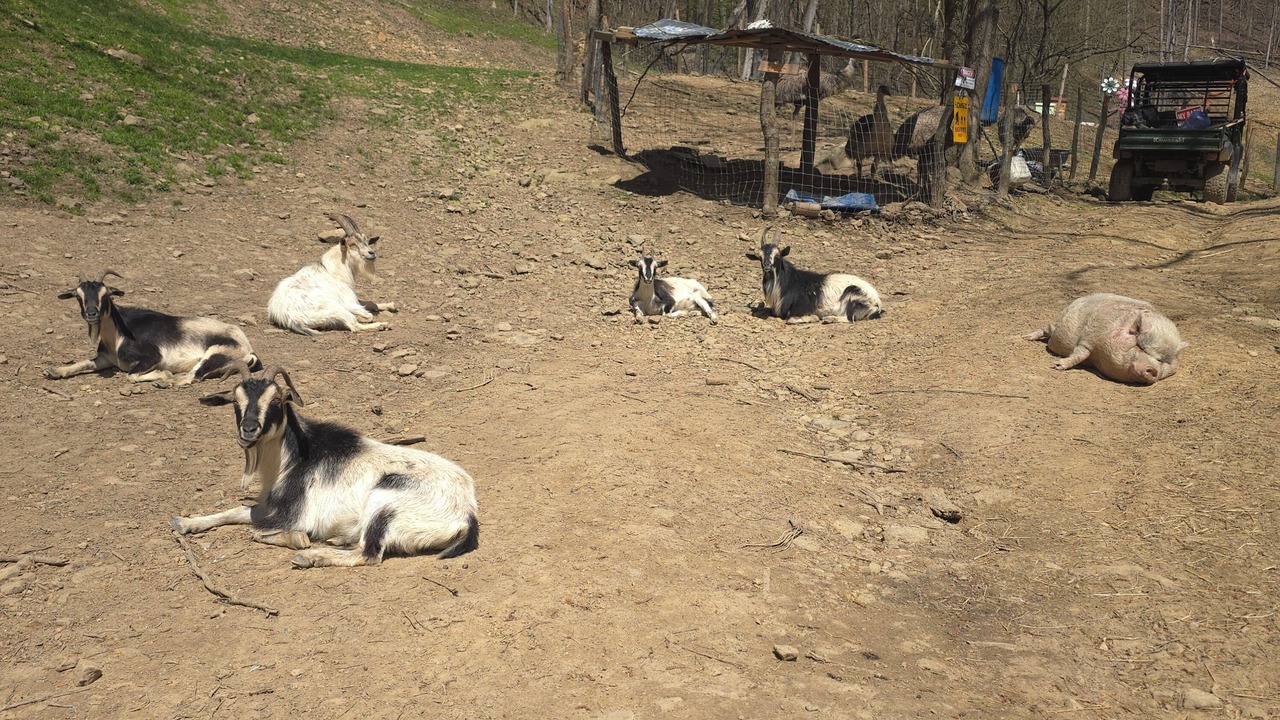 Photo of Others in Coal Fork