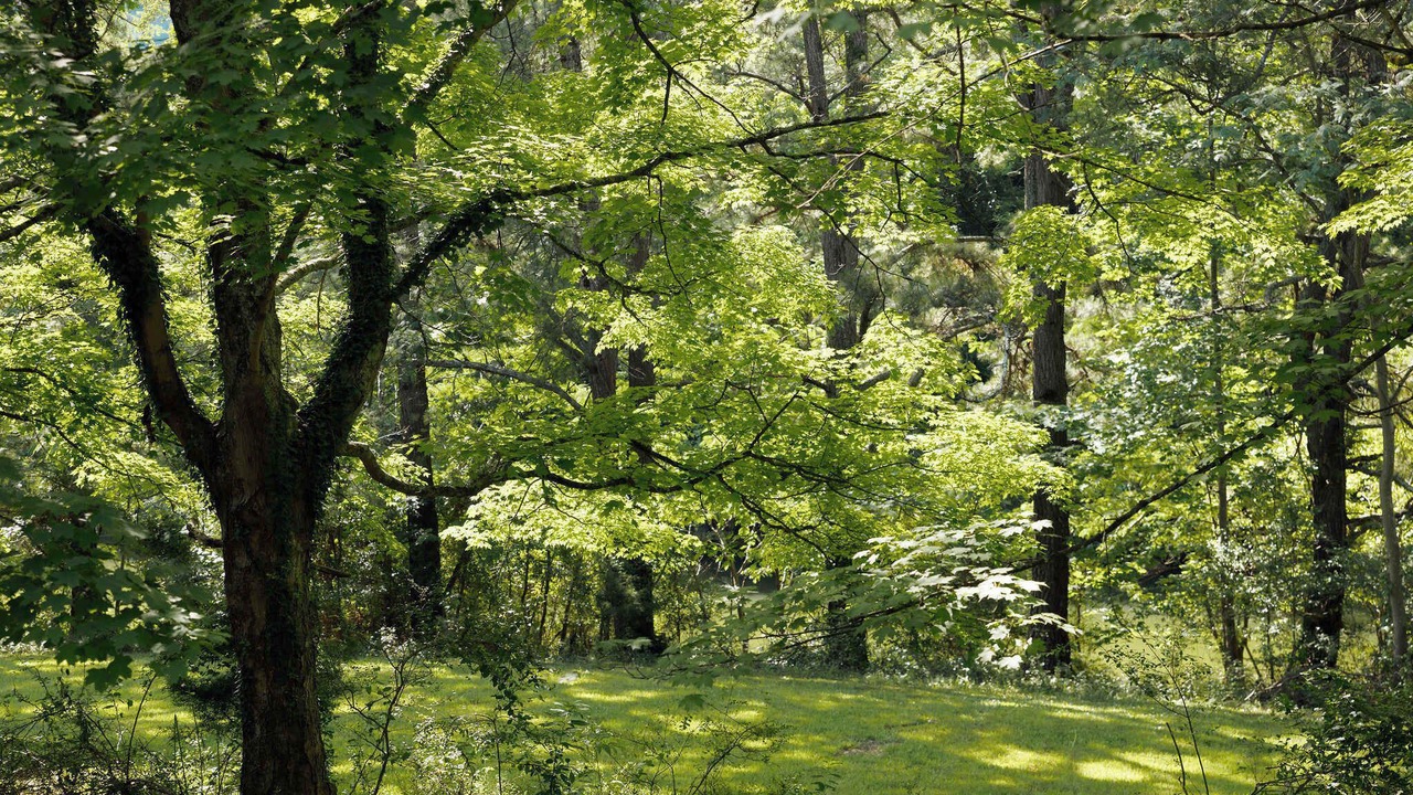 Photo of Others in Colonial Heights