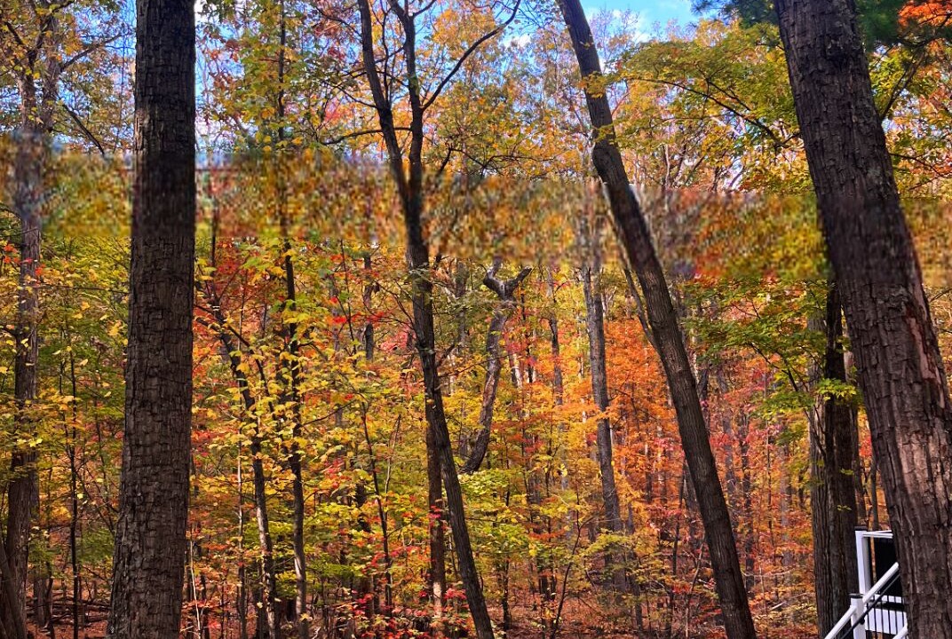 Photo of Outdoor in The Woods